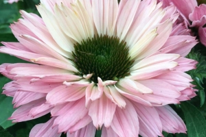 Echinacea 'Sunseeker Salmon' New 2026
